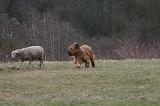 BRIARD 289